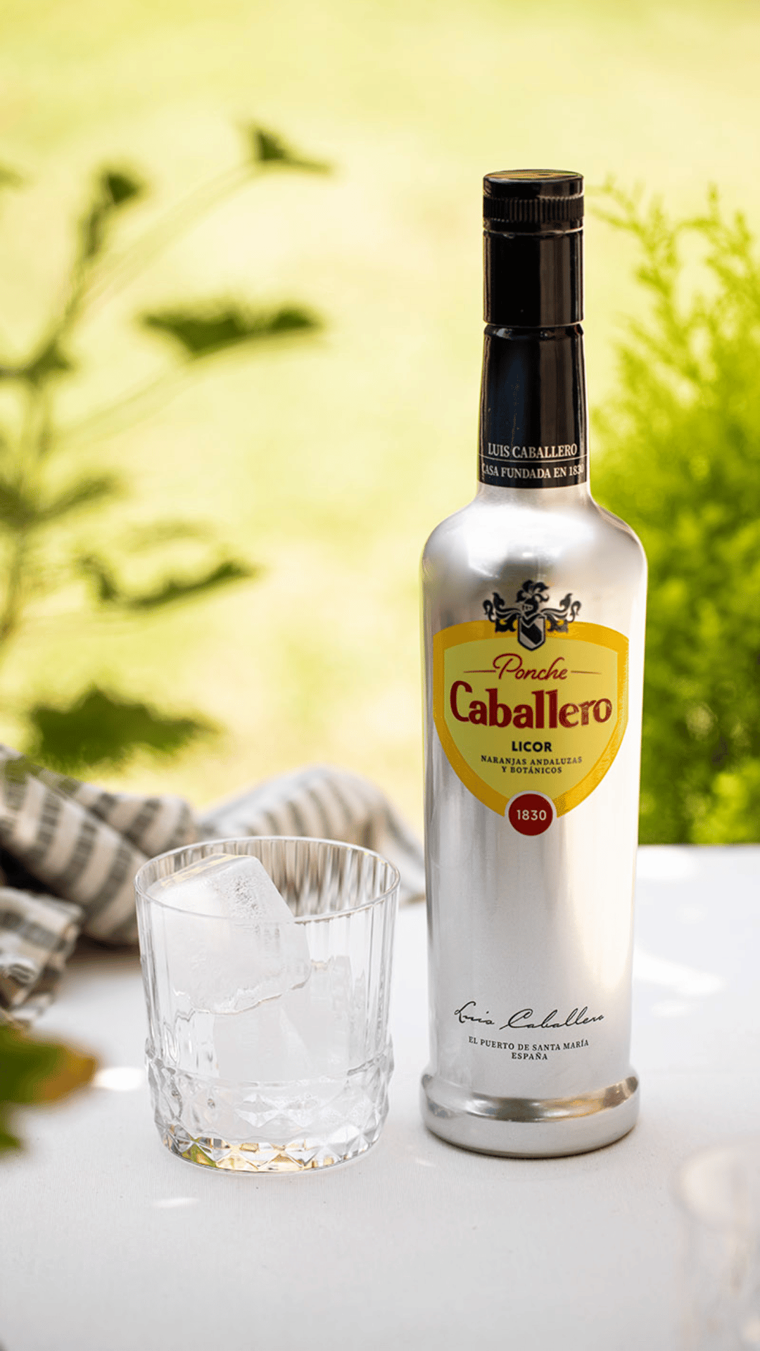Mimosa Ponche caballero